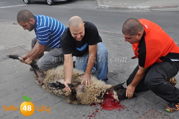 kharouof dabe7 (7).JPG